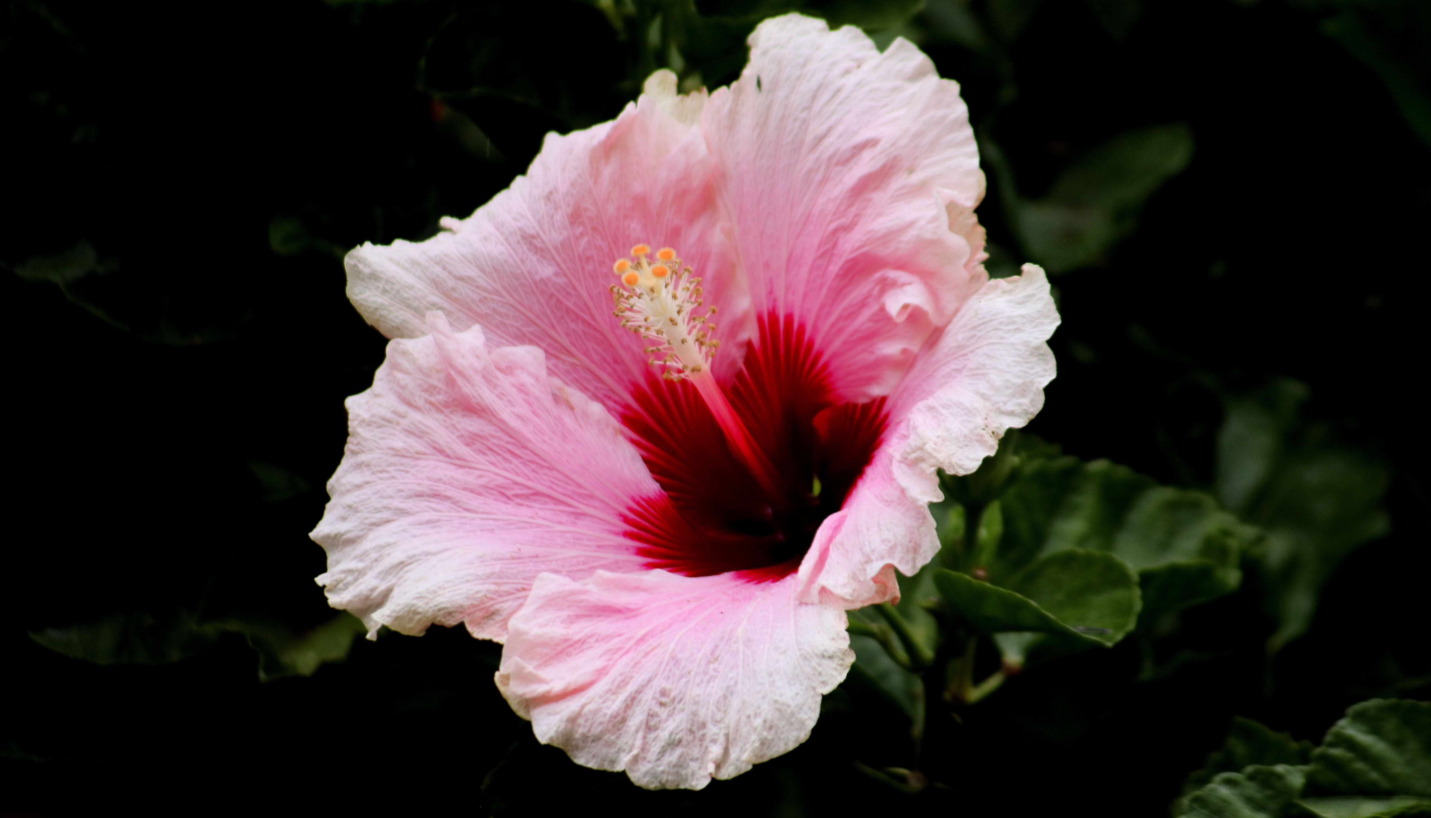 Hardy Hibiscus