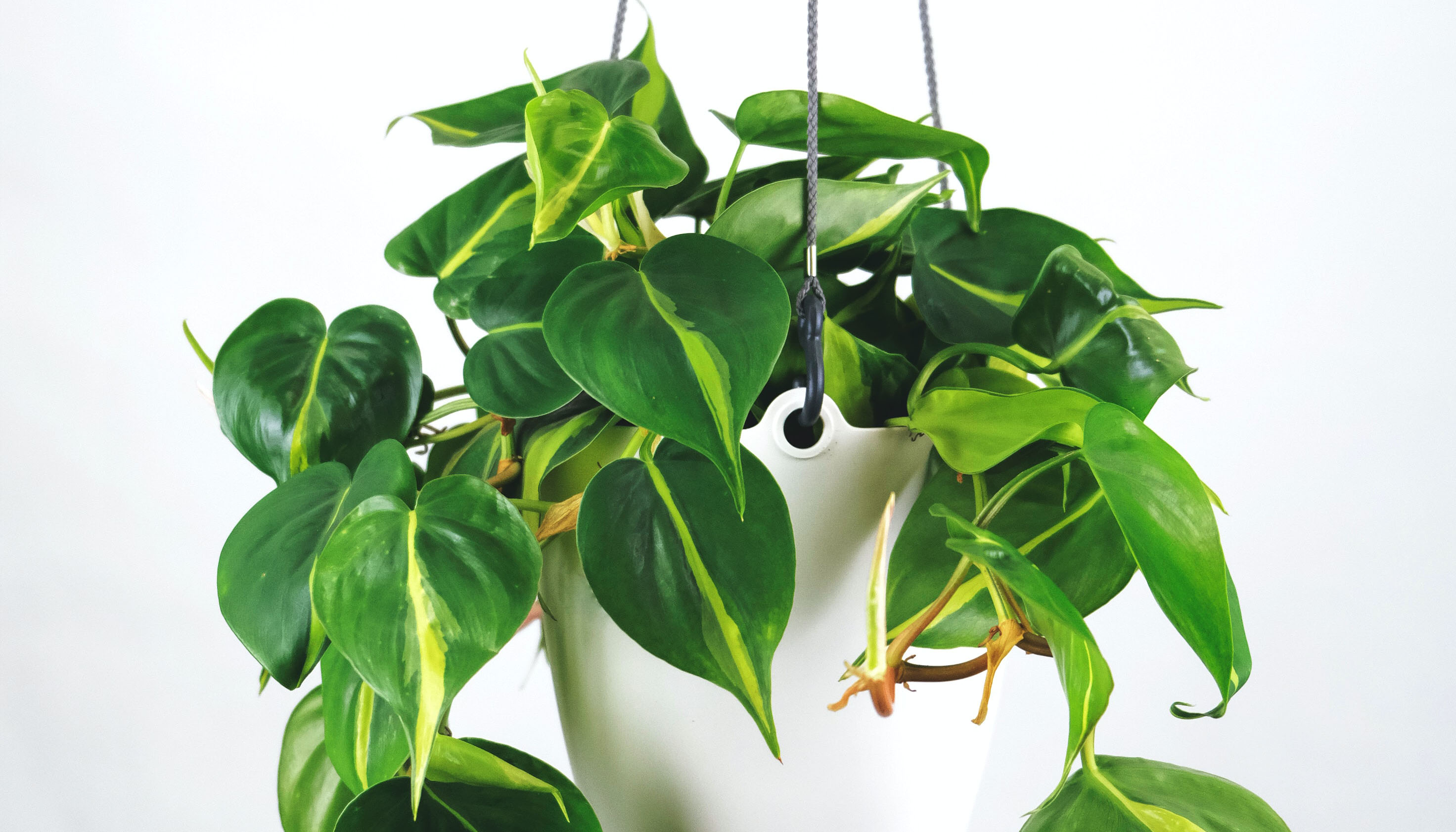 philodendron