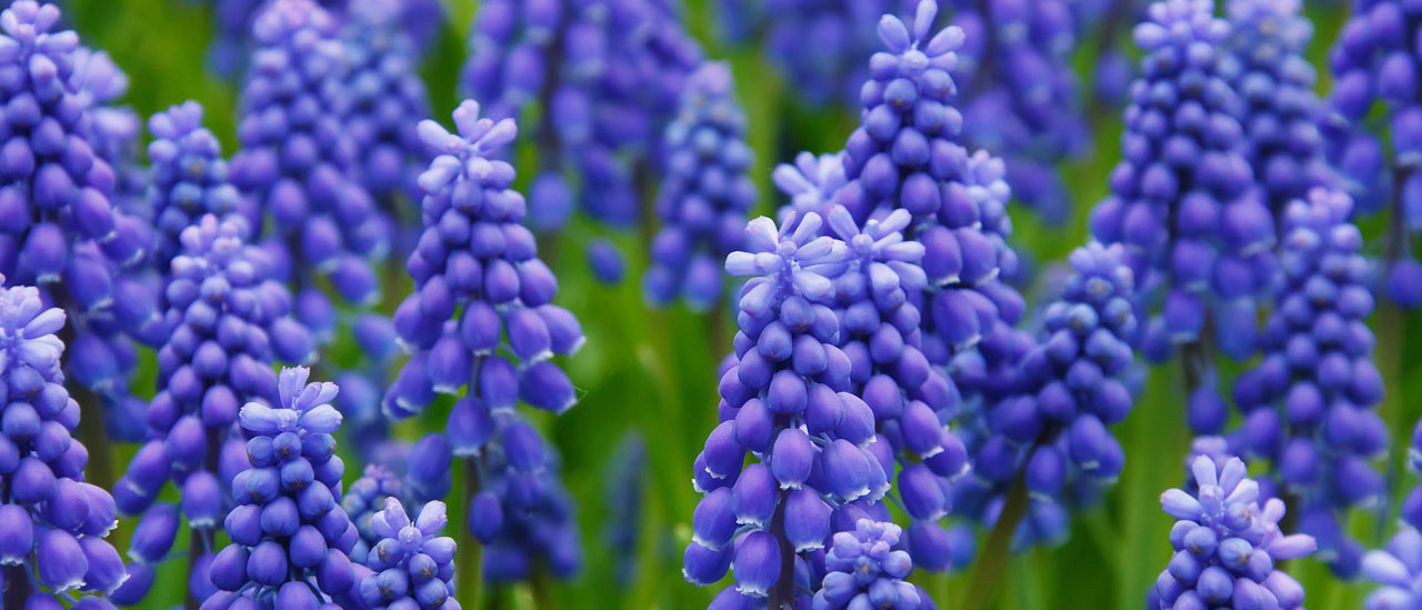 hyacinth