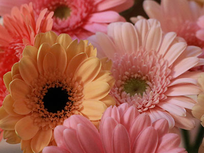 Gerbera Daisy
