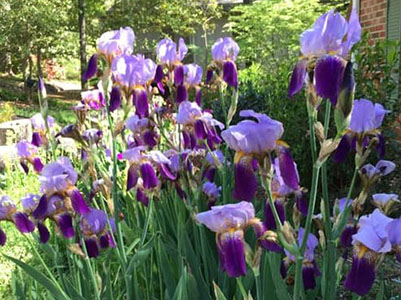 Irises