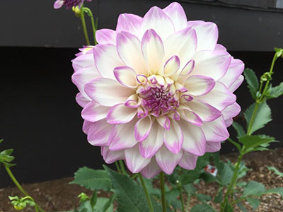 Dahlia