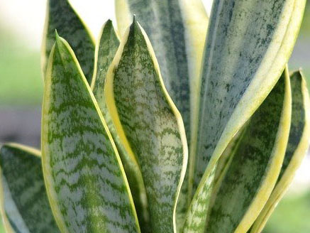 snake plant