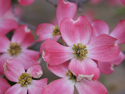 dogwood