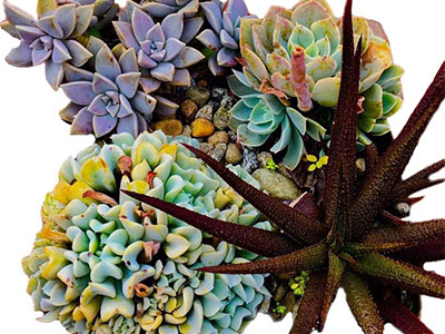 succulents