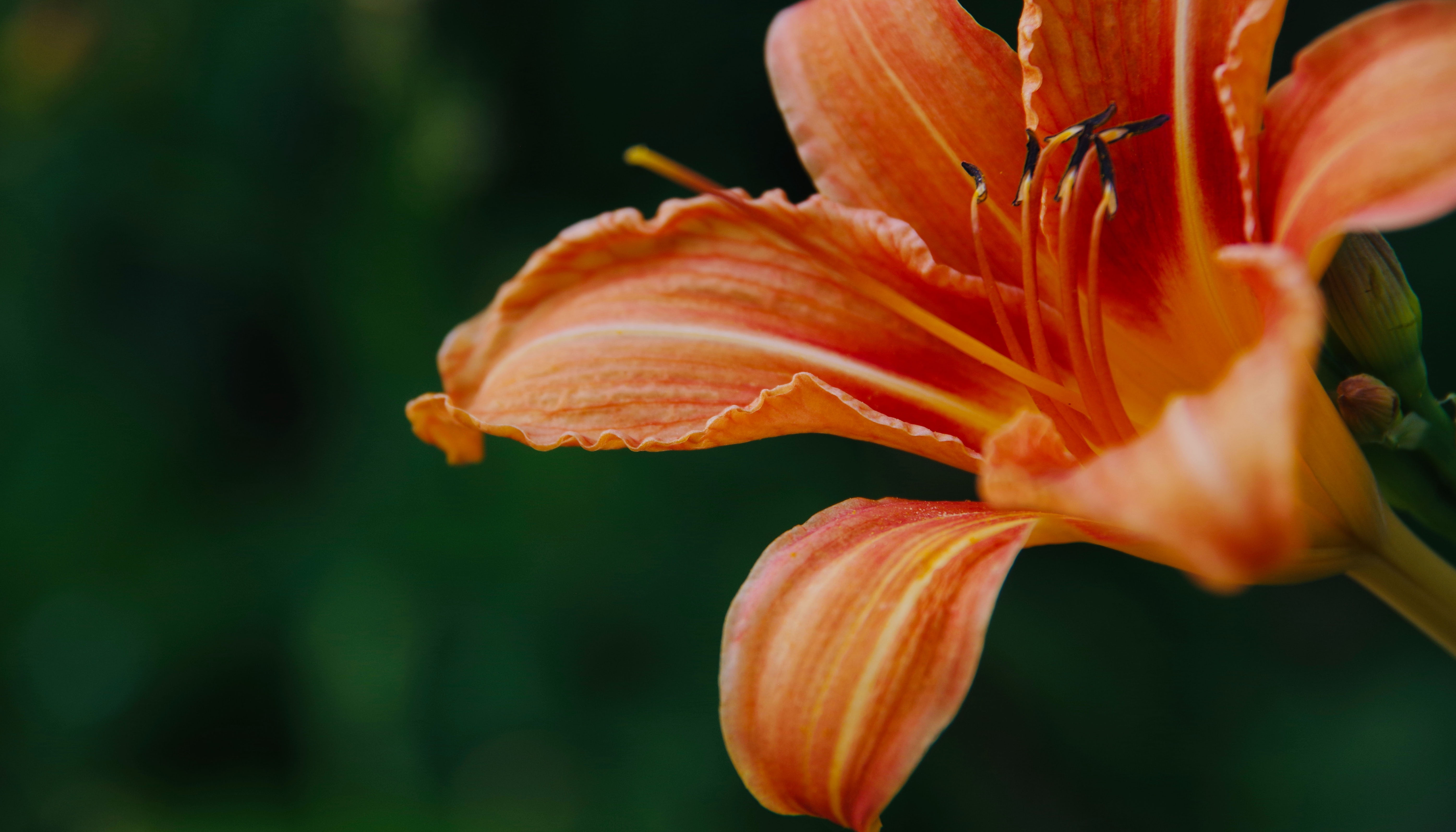 daylily